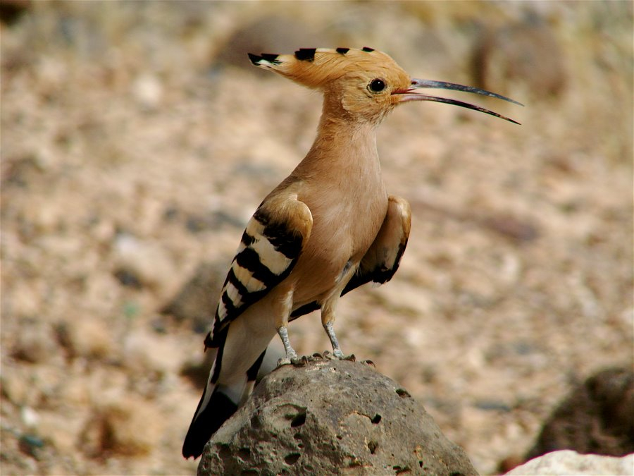 Tur Mengamati Burung di Yordania